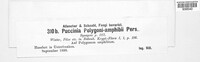 Puccinia polygoni-amphibii image